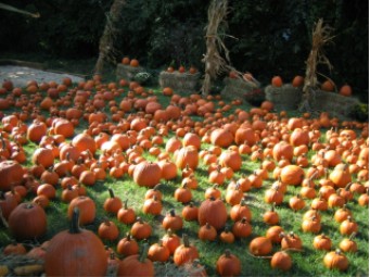 pumpkinpatch.jpg